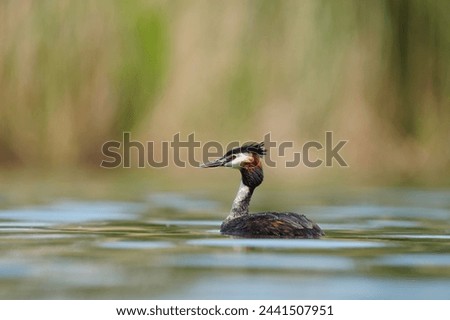 Great crested grebe is swimming in the water (Podiceps cristatus) water fowl in the nature habitat. Wildlife scene from nature. Royalty-Free Stock Photo #2441507951