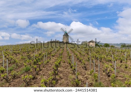 Windmill (Moulin a vent de Romaneche-Thorins), Chenas, Beaujolais, Saone-et-Loire, Bourgogne-Franche-Comte, France Royalty-Free Stock Photo #2441514381