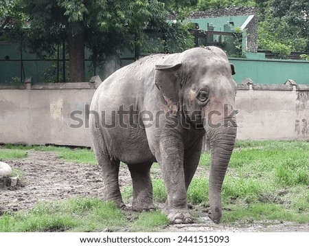 Majestic and awe-inspiring, the elephant is a creature of remarkable presence and power. Towering above the earth with a sense of quiet dignity, its massive frame commands respect in any landscape it 