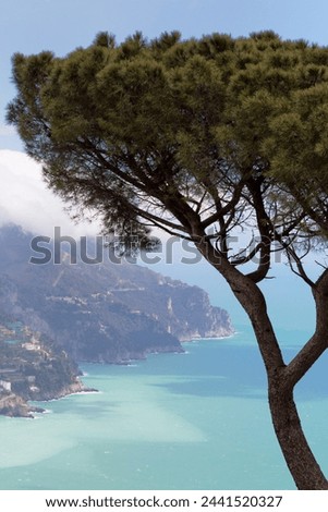 Umbrella pine and the Amalfi Coast from Villa Rofolo in Ravello, Amalfi Coast (Costiera Amalfitana), UNESCO World Heritage Site, Campania, Italy, Mediterranean, Europe Royalty-Free Stock Photo #2441520327