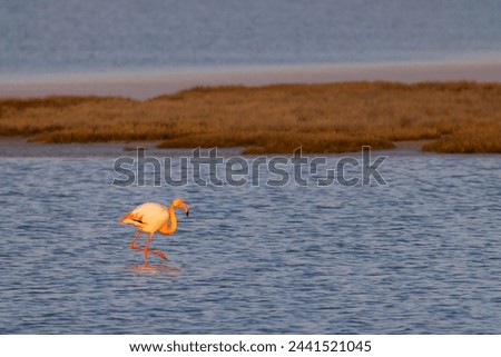Flamingo in Parc Naturel regional de Camargue, Provence, France Royalty-Free Stock Photo #2441521045
