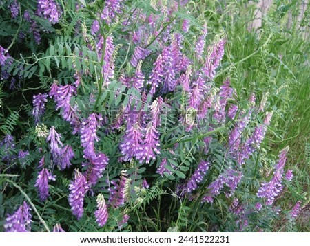 hairy vetch Pictures taken in Japan                            