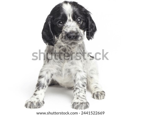 black and white dog cute puppies sitting in front hugging retriever isolated on white background.