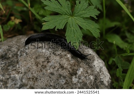 Black slug in the mountains among greenery Royalty-Free Stock Photo #2441525541