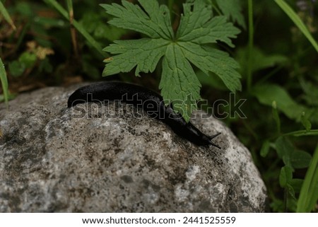 Black slug in the mountains among greenery Royalty-Free Stock Photo #2441525559