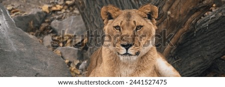 Majestic Repose: The Lying Tiger Royalty-Free Stock Photo #2441527475