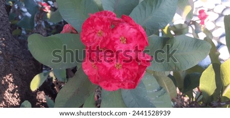 Euphorbia Milii or Crown of Thorn flowers is a species of Euphorbiaceae family flowering plant flowers. It is also known Christ Plant and Christ Thorn. Native place of this plant is Madagascar. Royalty-Free Stock Photo #2441528939