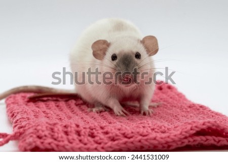 Domestic Pet Fancy Rat Dumbo Ear Siamese 
