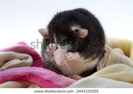 Domestic Pet Fancy Rat Dumbo ears black with blaze