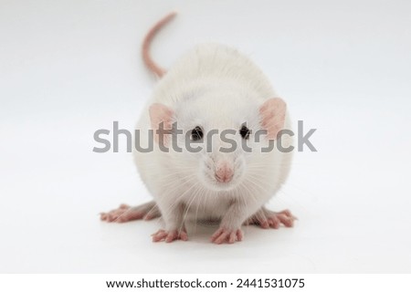 Domestic Pet Fancy Rat Dumbo Ears white Baby 