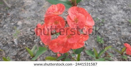 Euphorbia Milii or Crown of Thorn flowers is a species of Euphorbiaceae family flowering plant flowers. It is also known Christ Plant and Christ Thorn. Native place of this plant is Madagascar. Royalty-Free Stock Photo #2441531587
