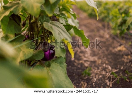Close-up of ripening blue eggplant fruits and leaves in a farmer greenhouse. Eggplants grow in an organic summer garden. Green rows of spiced vegetables. Seasonal harvest. Healthy food. Royalty-Free Stock Photo #2441535717