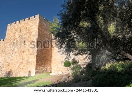 Jerusalem Old City Walls with olive tree nearby and sun light going through the picture