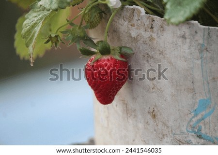 "Fresh Red Strawberry Hanging in Bucket on Plant"
This vibrant stock photo captures the essence of freshness with a ripe red strawberry nestled in a white bucket, suspended delicately from its plant. 