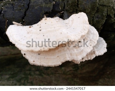 picture of a poison mushroom