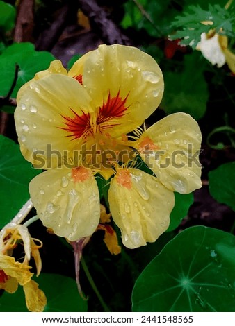 Beautiful Garden Nasturtium Plant Picture