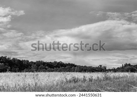 Beautiful horizon scenery in village meadow on color natural background, photography consisting of horizon scenery in meadow village at long sedge, horizon nature scenery in village meadow for animal