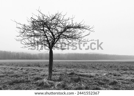 Foggy landscape, lonely tree in morning mist, large field, forest and heaven, magical atmosphere, cold weather, outdoor, black and white photo
