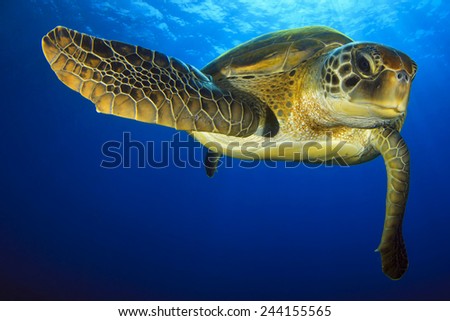Green turtle in the blue Royalty-Free Stock Photo #244155565