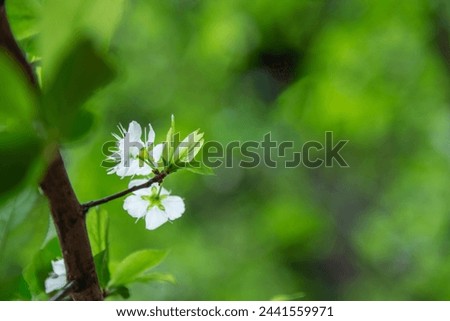 Beautiful spring flowers on bokeh background, close up, outdoor photography
