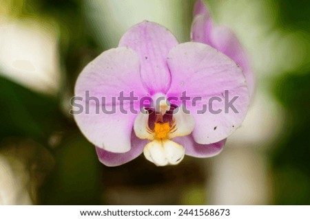 Picture without editing of a pink phalaenopsis orchid shot using a vintage Asahi Pentax Super Multi-coated Takumar lens      Royalty-Free Stock Photo #2441568673