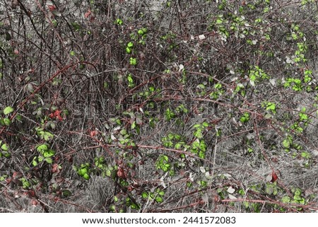 natural background, vegetation, uniform background, background for a postcard, texture, green vegetation, fantasy photo, spring in the park, spring background