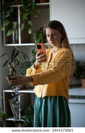 Interested woman takes picture of alocasia bambino indoor plant on smartphone for blog. Focused female blogger creating content with houseplant. Getting information about growing plants with cellphone
