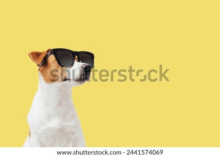 Funny Jack Russell Terrier dog with sunglasses isolated on yellow background, copy space