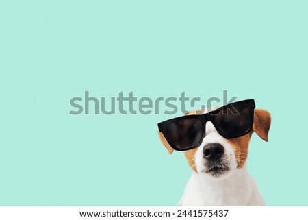 Funny Jack Russell Terrier dog with sunglasses isolated on mint background, copy space