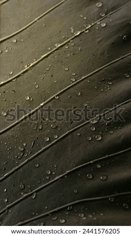 High resolution droplets on leaf background wallpaper. 

4000x6000 JPEG