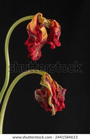 Wilted parrot tulip flower isolated against black. High quality photo Royalty-Free Stock Photo #2441584613