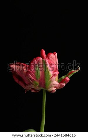  a macro closeup of colorful red and green parrot tulip tulip flower isolated on black. High quality photo