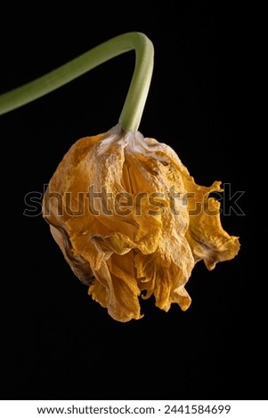 Wilted parrot tulip flower isolated against black. High quality photo Royalty-Free Stock Photo #2441584699