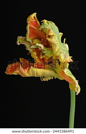 Orange parrot tulip flower and green leaves on black background. The flower belongs to the Rose family and is a herbaceous plant with delicate petals and a slender pedicel
