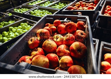Harvest Time at the Orchard: Selecting the Finest Apples for Cider Making Royalty-Free Stock Photo #2441587131