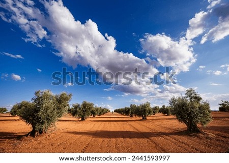 A woman walking among the olive groves