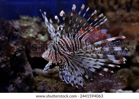 Poisonous lion fish showing its sharp fins