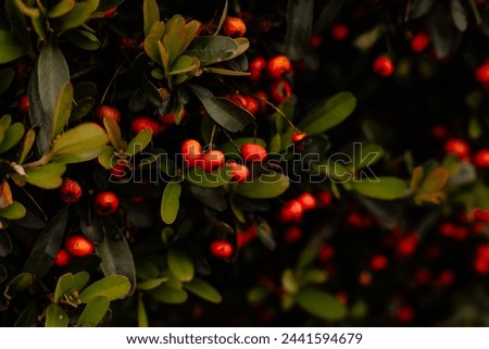 Red firethorn berries on a green bush Royalty-Free Stock Photo #2441594679
