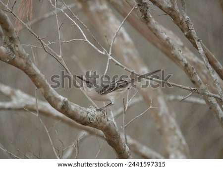 Northern Mockingbird on Crepe Myrtle branch.