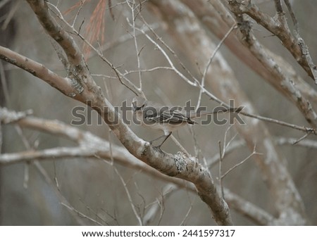 Northern Mockingbird on Crepe Myrtle branch.
