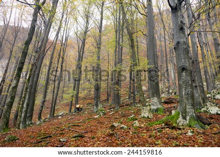 Autumn forest colours in the Carpathians, Romania, Europe