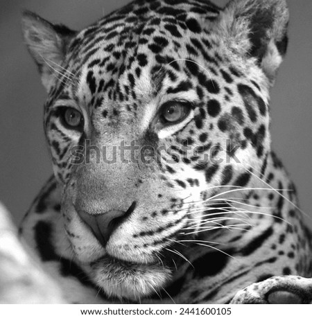 Jaguar is a cat, a feline in the Panthera genus only extant Panthera species native to the Americas. Jaguar is the third-largest feline after the tiger and lion