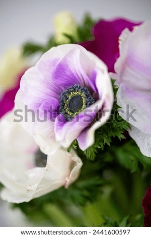 Purple and White Anemone up close