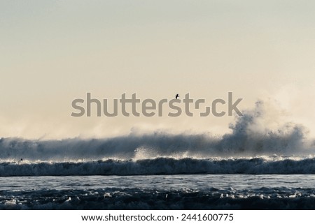 bird flying above a breaking wave, at sunset, high contrast