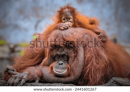 Orangutan baby and mom cute two animals Royalty-Free Stock Photo #2441601267