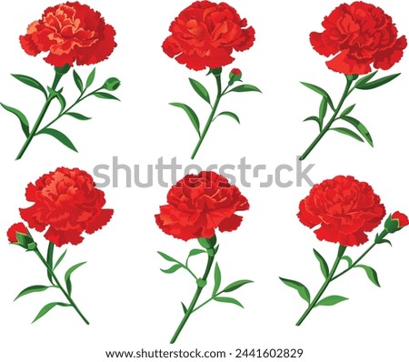 Carnation flower. Vector illustration clip art