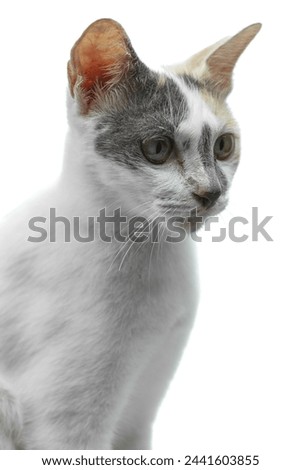 Portrait of cute cat on white background