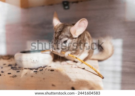Cute pet chinchilla eating stick
