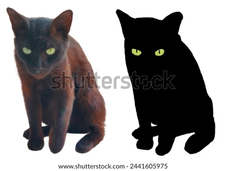 black cat with yellow eyes poses sitting alert with its vector