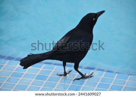 Terrific capture of a common grackle standing by the waters edge. Royalty-Free Stock Photo #2441609027